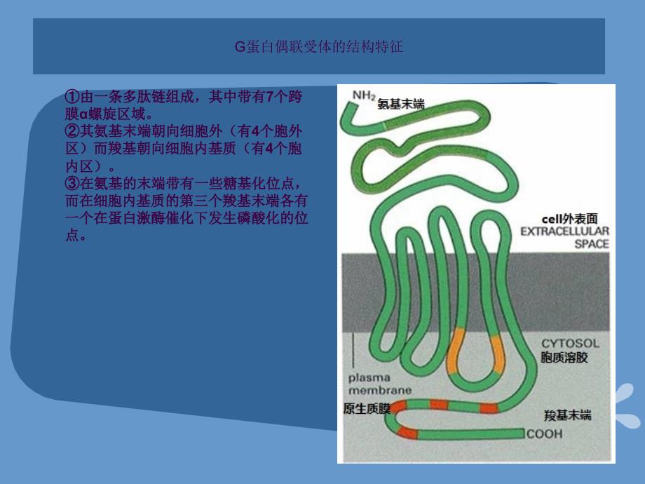 G蛋白偶联受体ppt课件_第3页