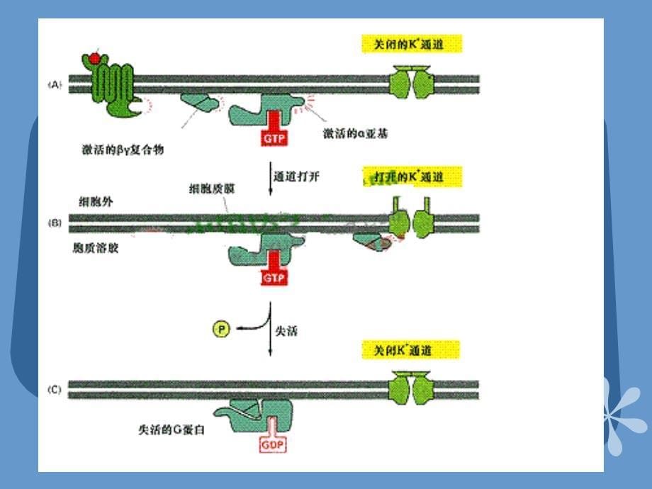 G蛋白偶联受体ppt课件_第5页