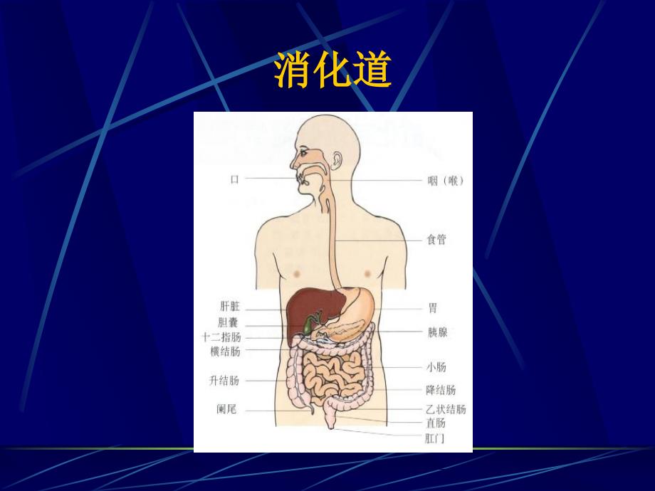 消化道出血优秀课件_第2页