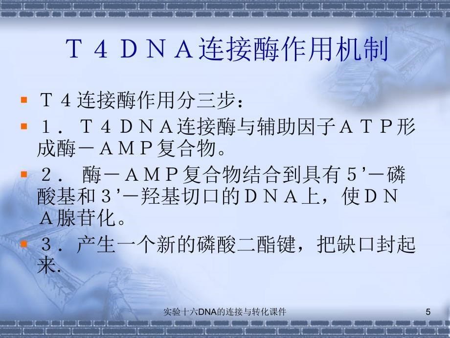 实验十六DNA的连接与转化课件_第5页