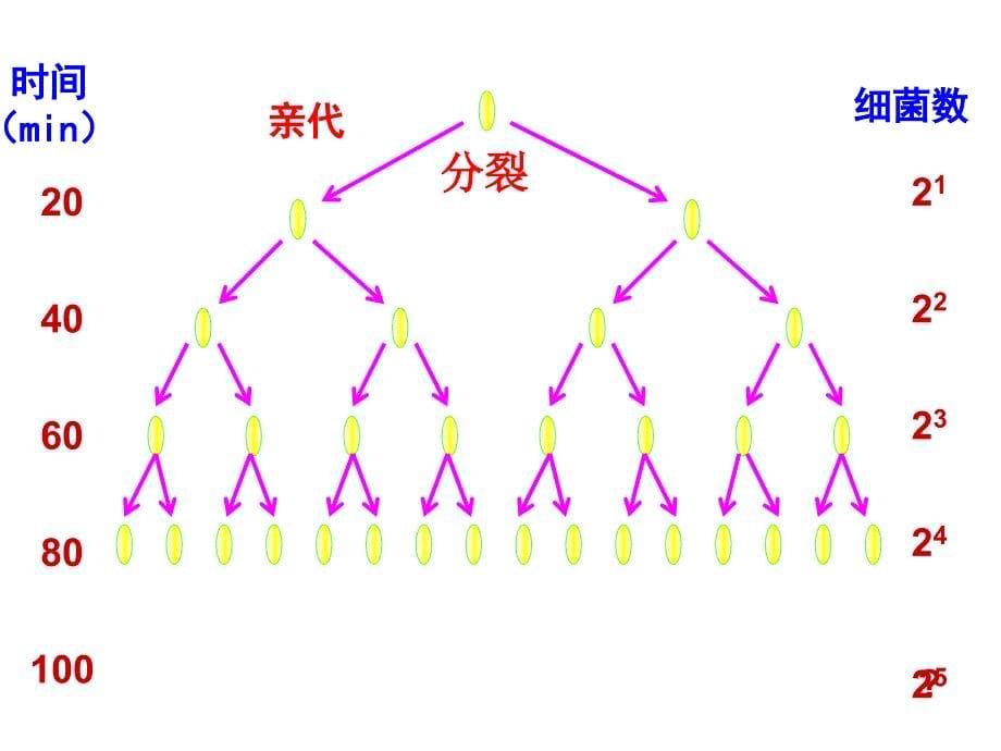 种群数量的变化-优质课课件_第5页