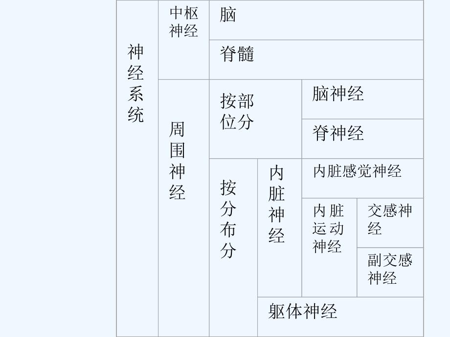 神经系统解剖学ppt课件_第3页