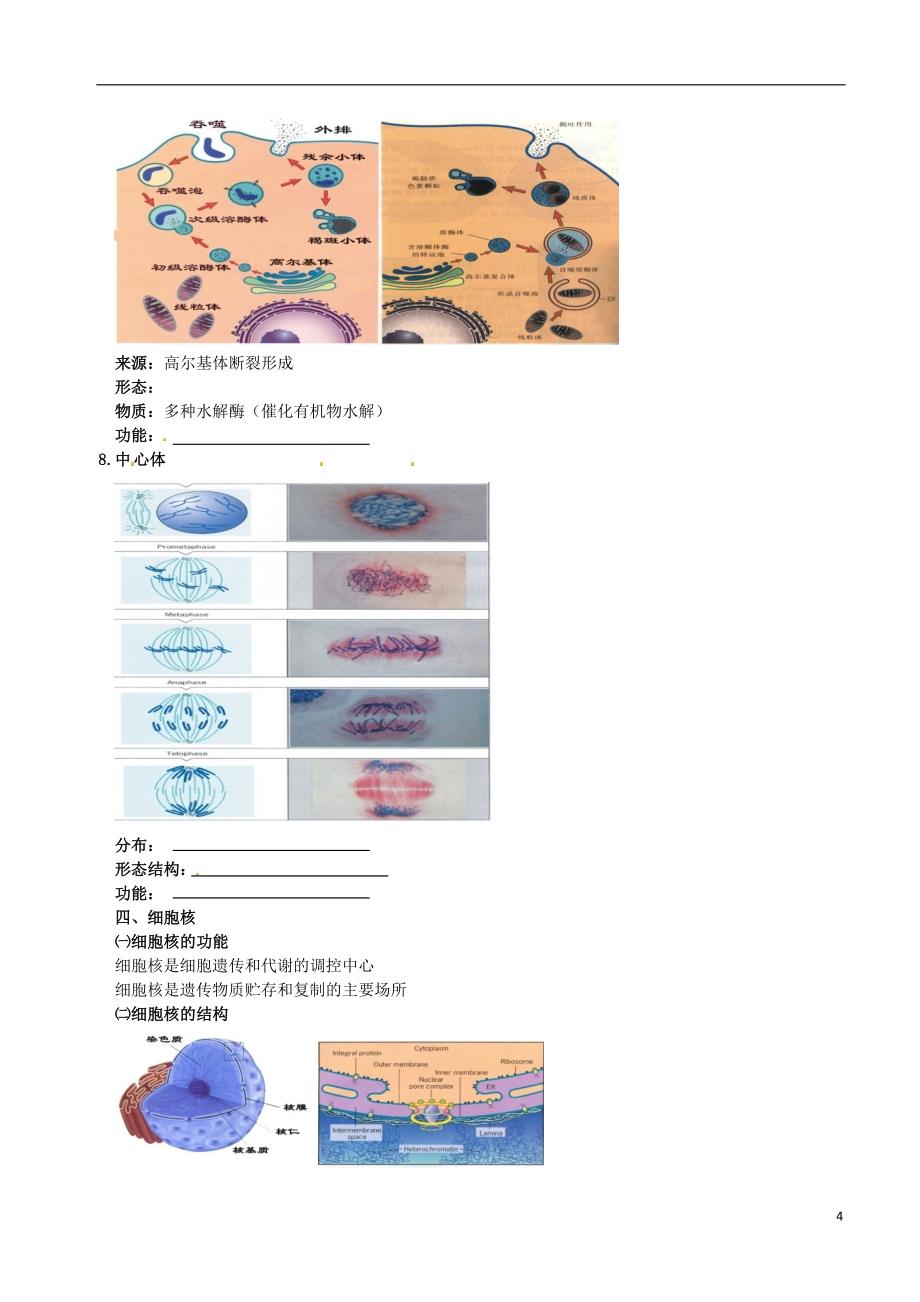 高中物理 细胞的结构（细胞细胞质和细胞核）素材 新人教版必修1_第4页