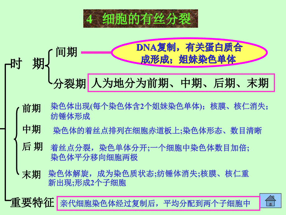 大纲版生物课件2.2_第4页