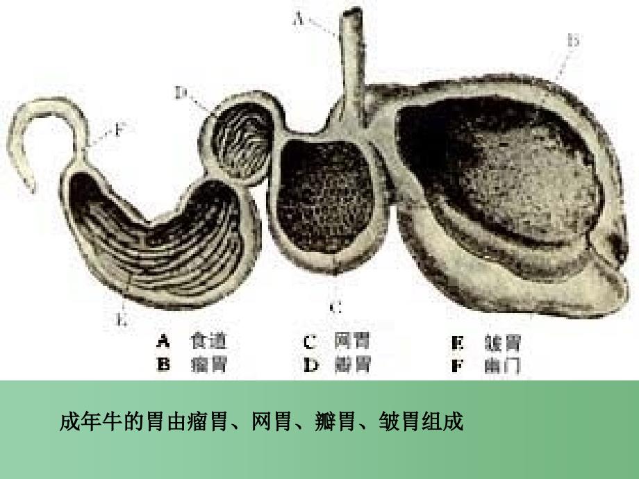 三年级语文下册 第6单元 29《在牛肚子里旅行》课件1 沪教版_第3页