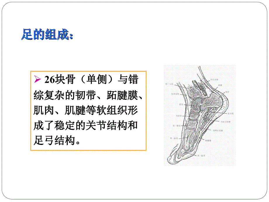 第二章第三节关节运动学九足和足弓ppt课件_第4页