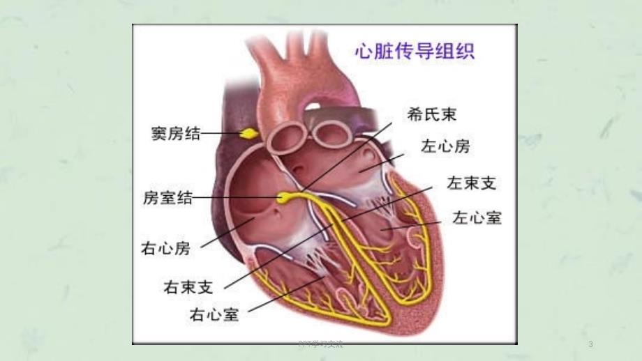 常见心律失常的心电图识别课件_第3页