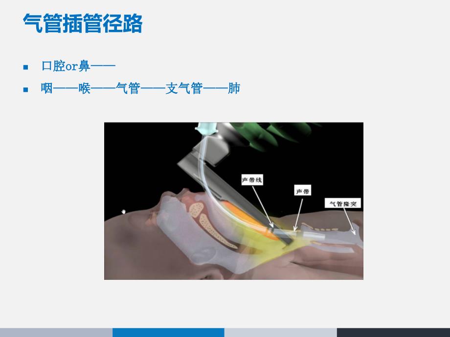 麻醉解剖学-插管应用解剖课件_第3页