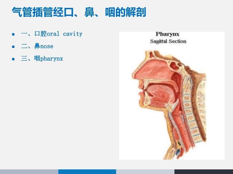 麻醉解剖学-插管应用解剖课件_第5页