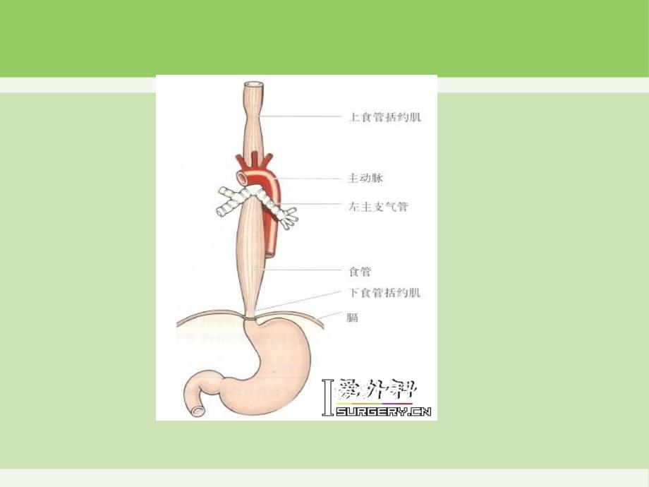 食道癌护理查房课件_第3页