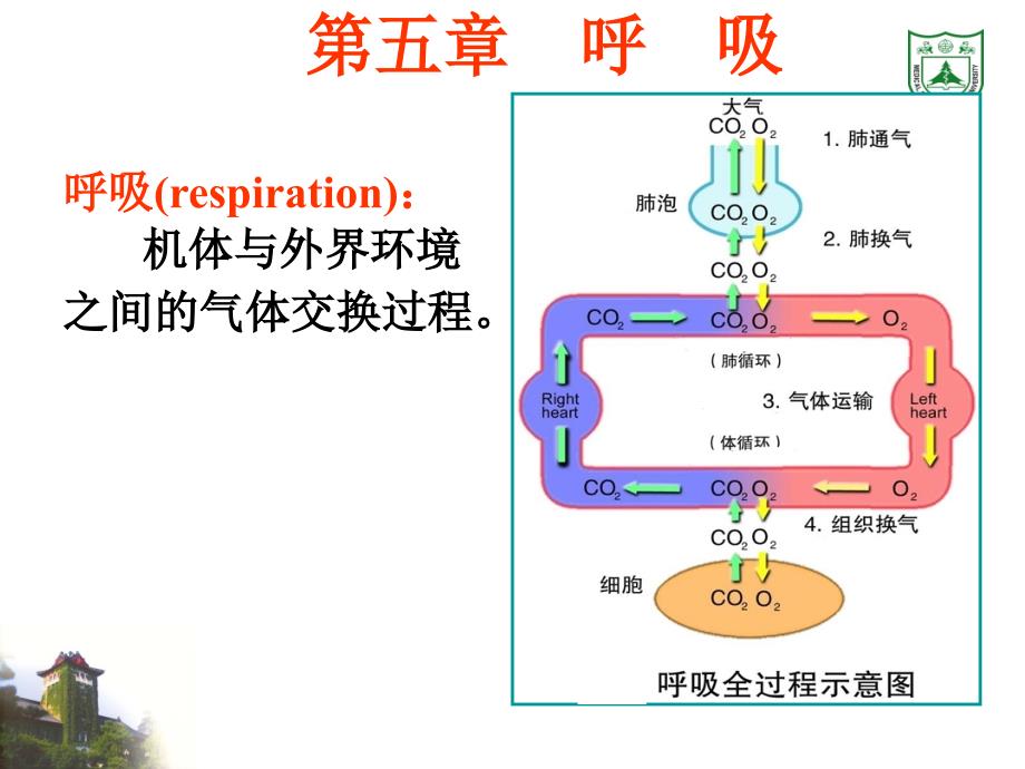 生理学课件呼吸_第1页