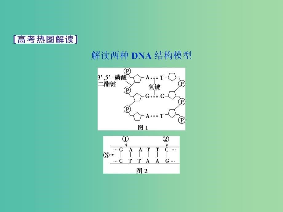 2019届高考生物一轮复习第六单元遗传的物质基础第20讲DNA分子的结构DNA的复制基因是有遗传效应的DNA片段课件.ppt_第5页