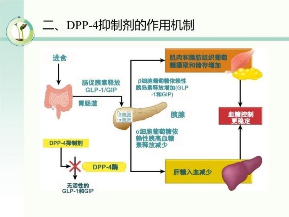 DPP-4抑制剂概述复习过程_第5页