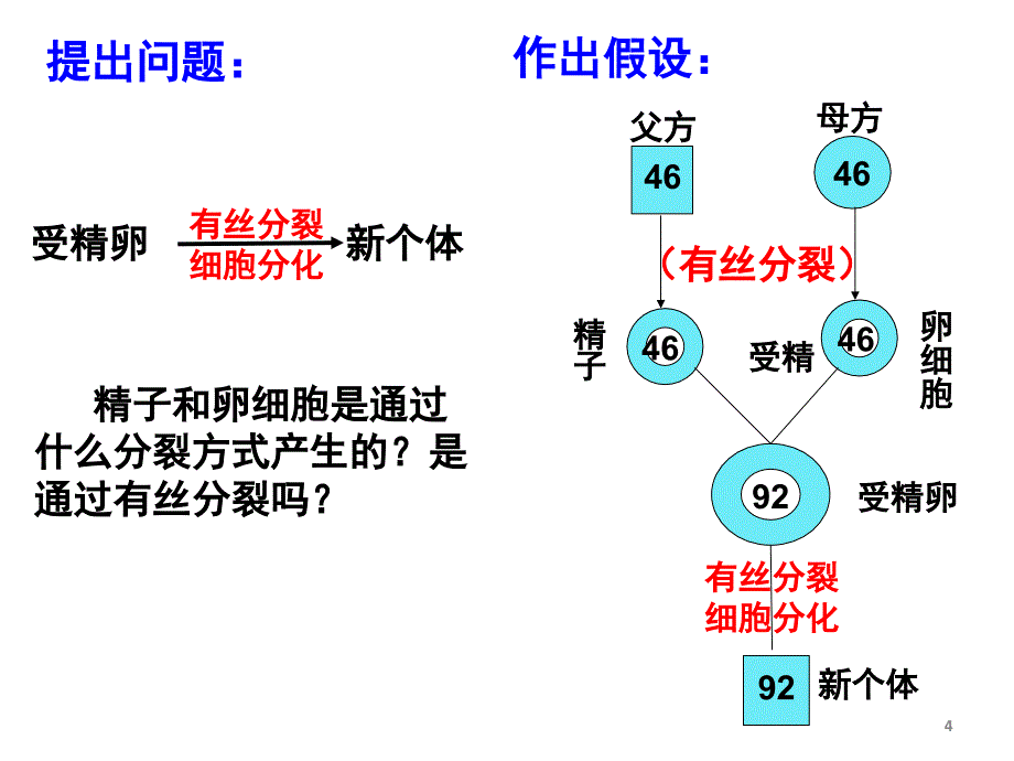 2.1减数分裂公开课.ppt_第4页