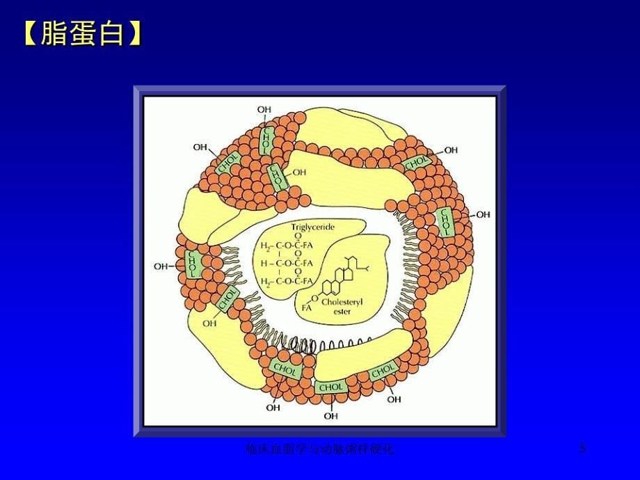 临床血脂学与动脉粥样硬化课件_第5页