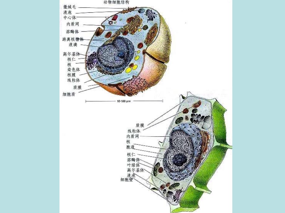 gj遗传的细胞学基础_第2页