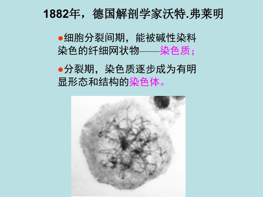 gj遗传的细胞学基础_第3页