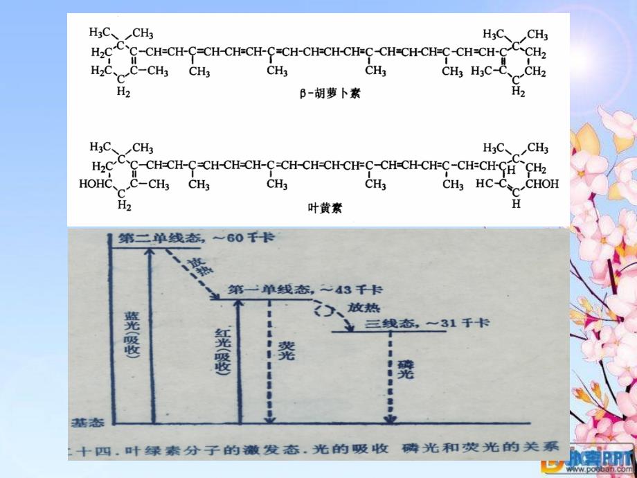 实验叶绿体色素的提取分离理化性质鉴定和定量测定PPT课件_第3页