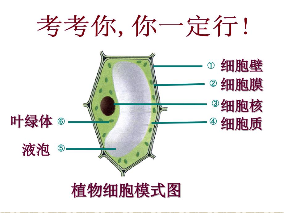 第四节__细胞的生活_第1页