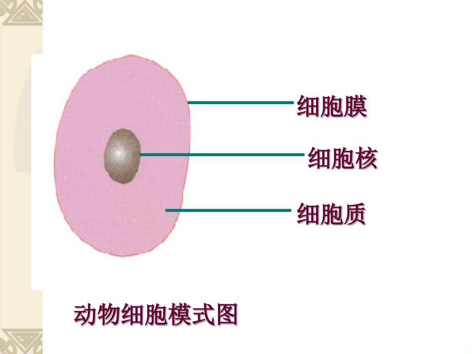 第四节__细胞的生活_第2页