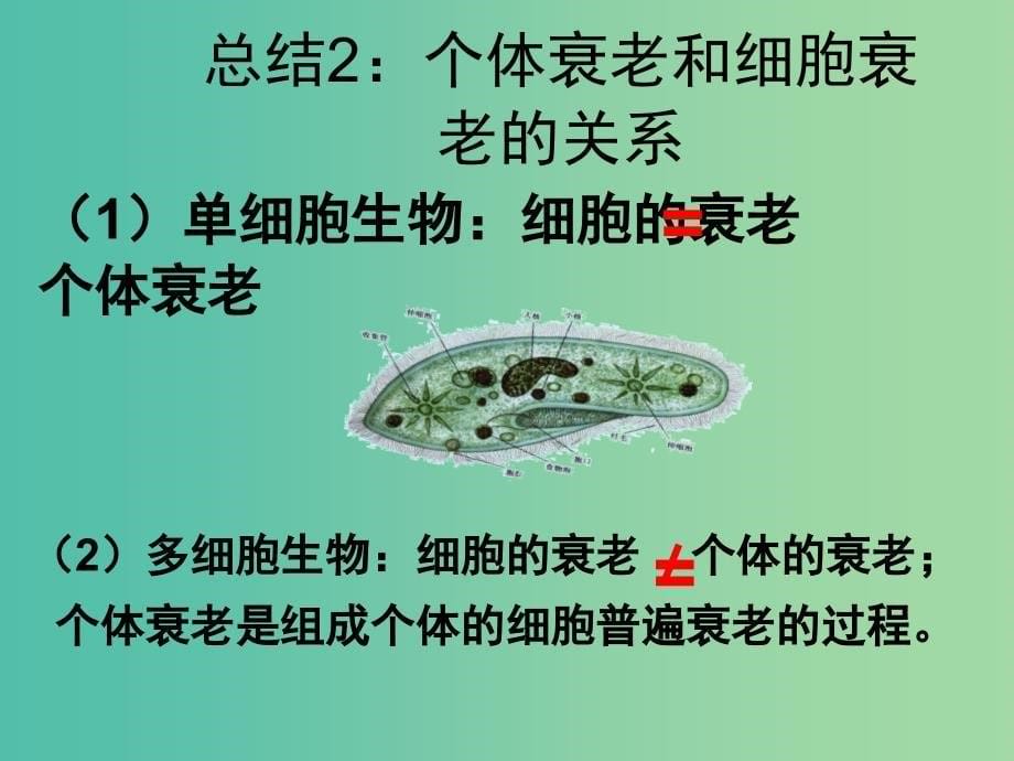 高中生物 第六章 第三节 细胞的衰老和凋亡课件 新人教版必修1.ppt_第5页