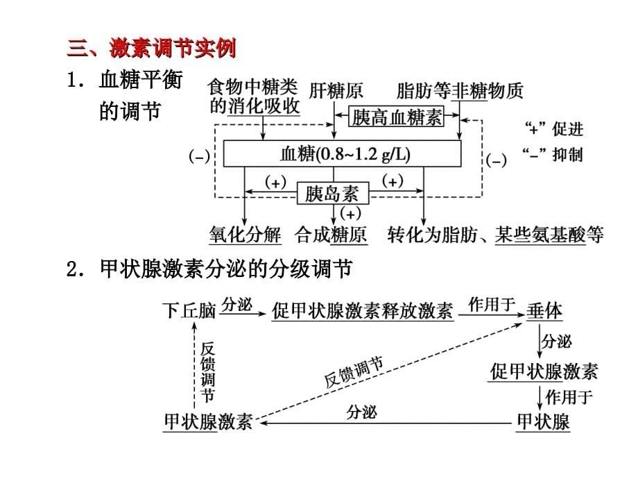 高中生物必修三第一章第三节通过激素的调节_第5页