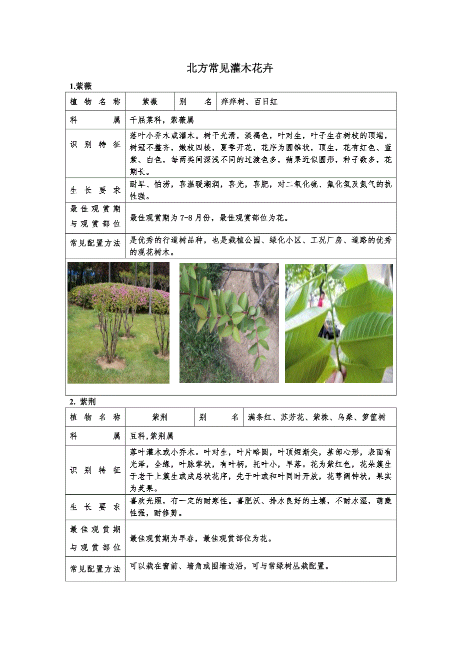 北方常见灌木_第1页