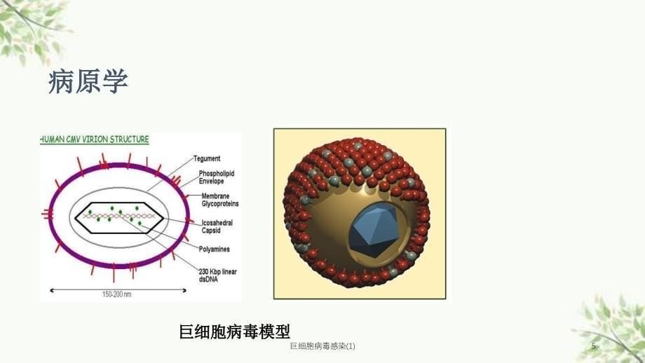 巨细胞病毒感染1课件_第5页