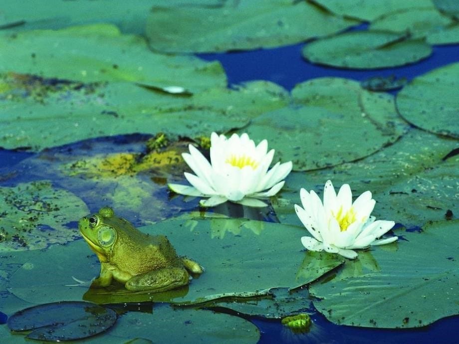 认识生物多样性_第5页