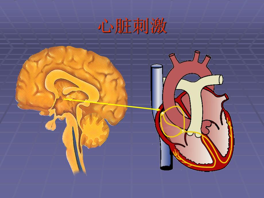 起搏器相关知识.ppt_第3页