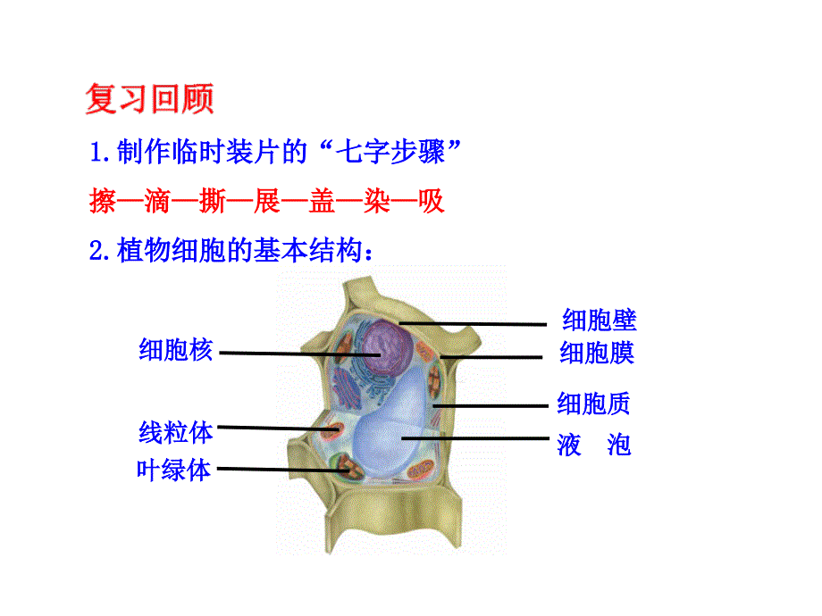 第三节观察动物细胞3_第2页