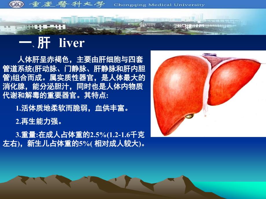 肝及肝外胆道的应用解剖_第2页