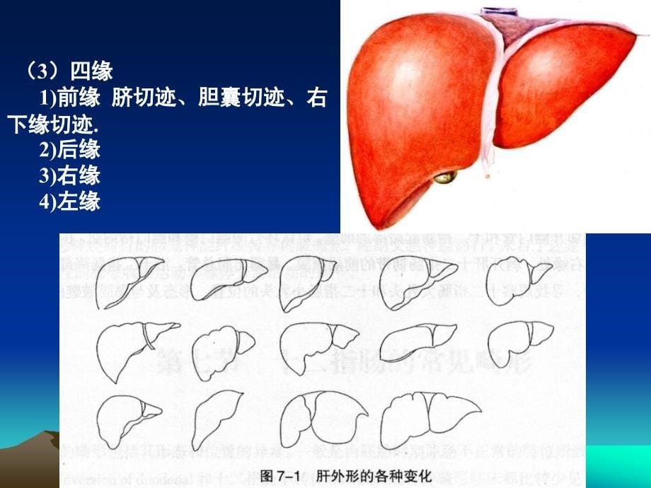 肝及肝外胆道的应用解剖_第5页