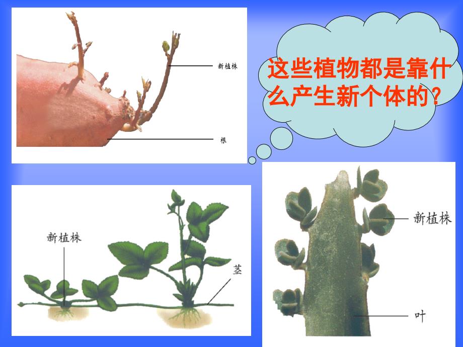 八年级生物上册植物的无性生殖课件济南版_第4页