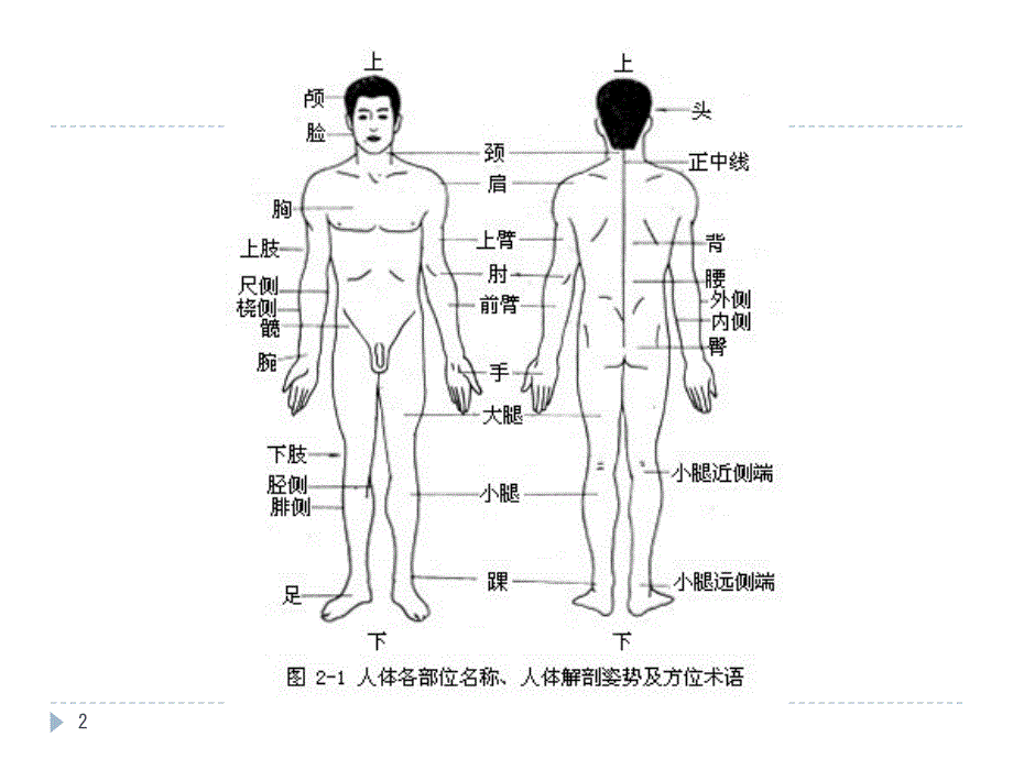 京臣学校中医按摩培训之骨骼肌肉解剖_第2页