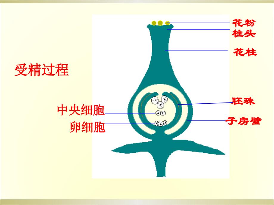 生物：1.3果实和种子的形成-课件(济南版八年级上)_第3页