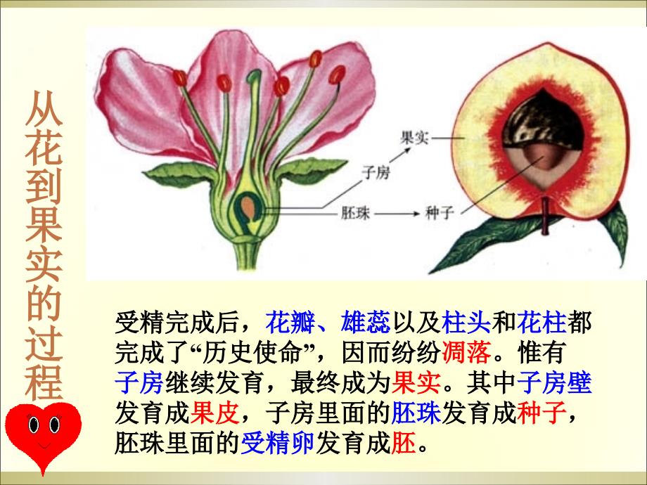 生物：1.3果实和种子的形成-课件(济南版八年级上)_第4页