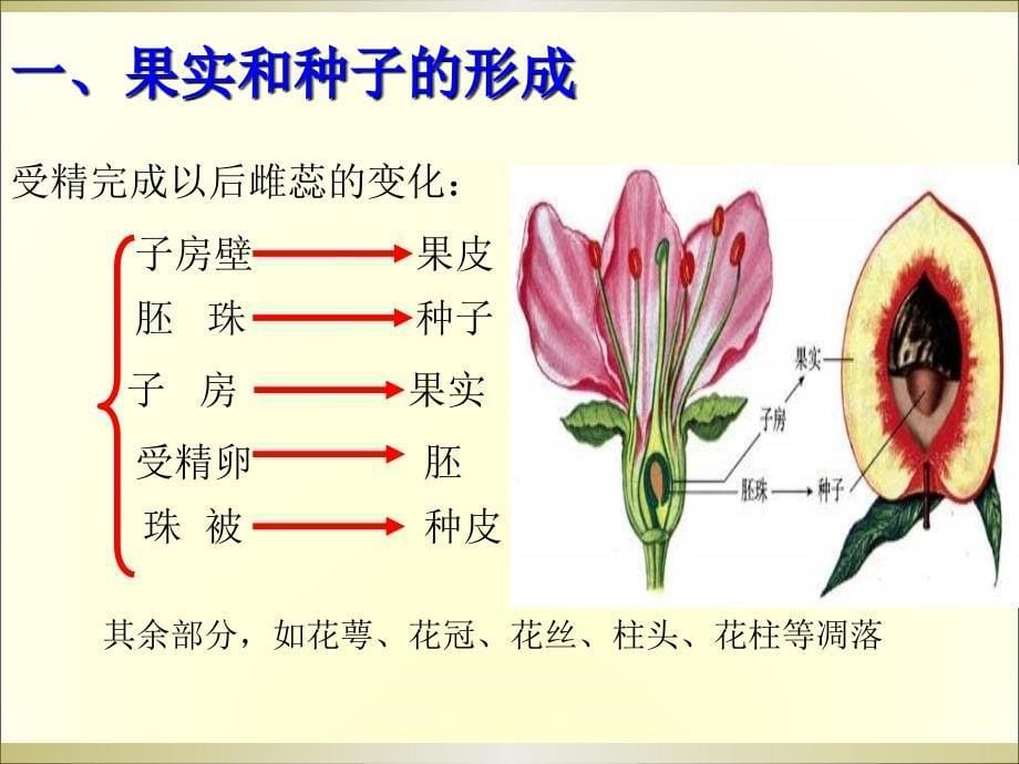 生物：1.3果实和种子的形成-课件(济南版八年级上)_第5页