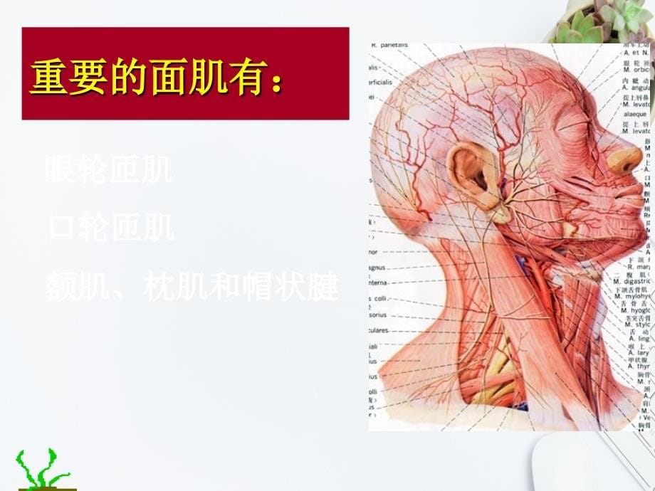 局部解剖学头颈部_第5页