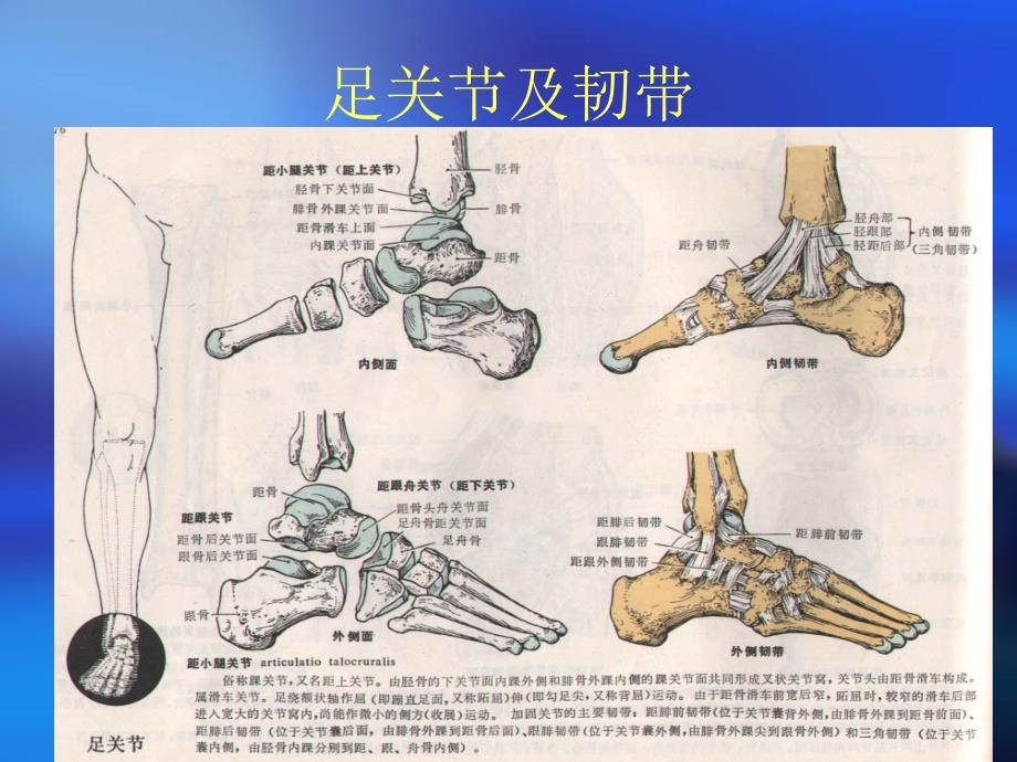 踝关节骨折病人的护理.ppt_第4页