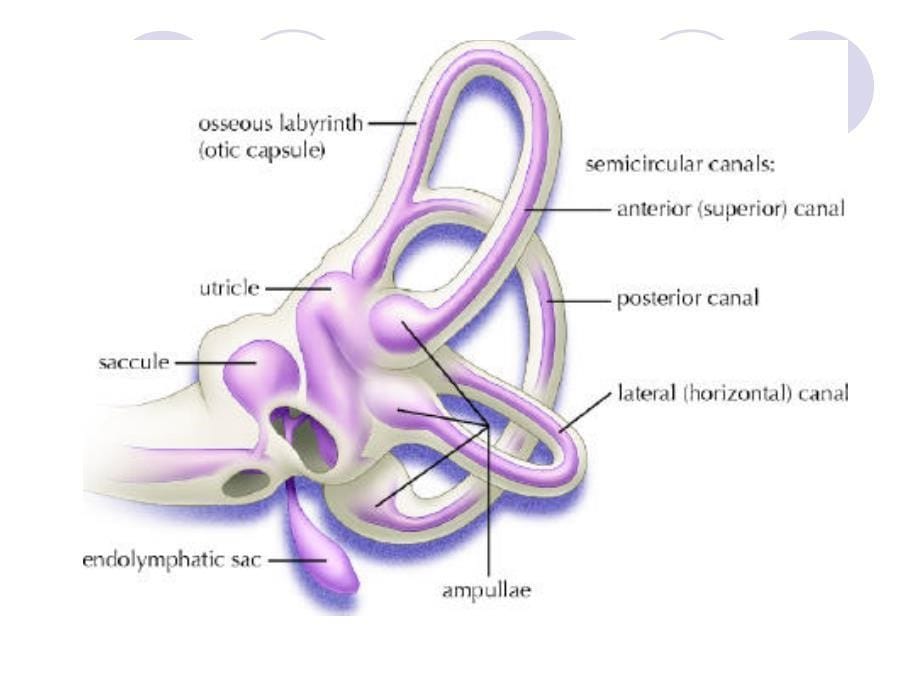 良性阵发性眩晕的PPT课件_第5页