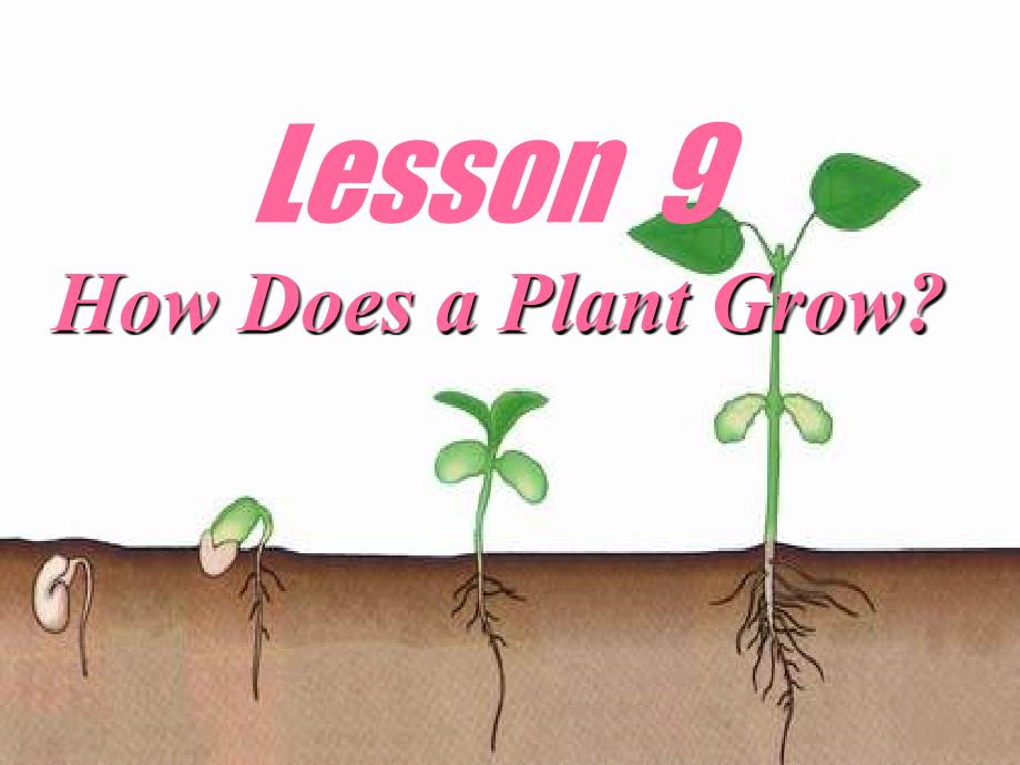 冀教版初二下册Unit2Lesson9Howdoesaplantgrow_第2页