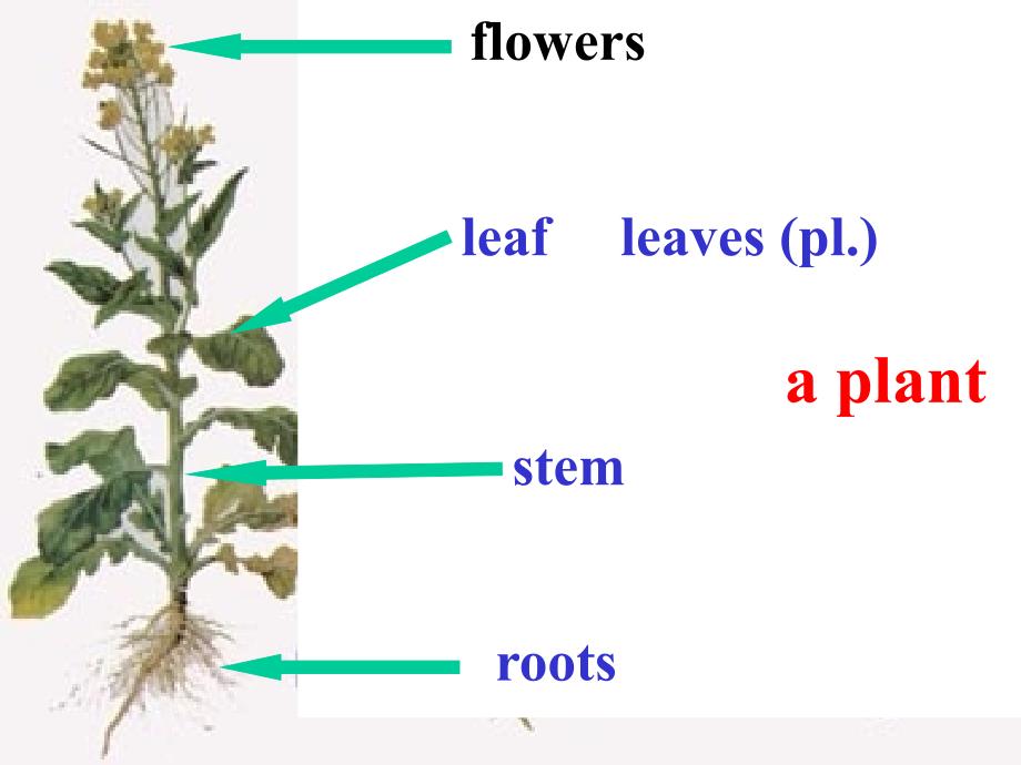 冀教版初二下册Unit2Lesson9Howdoesaplantgrow_第3页