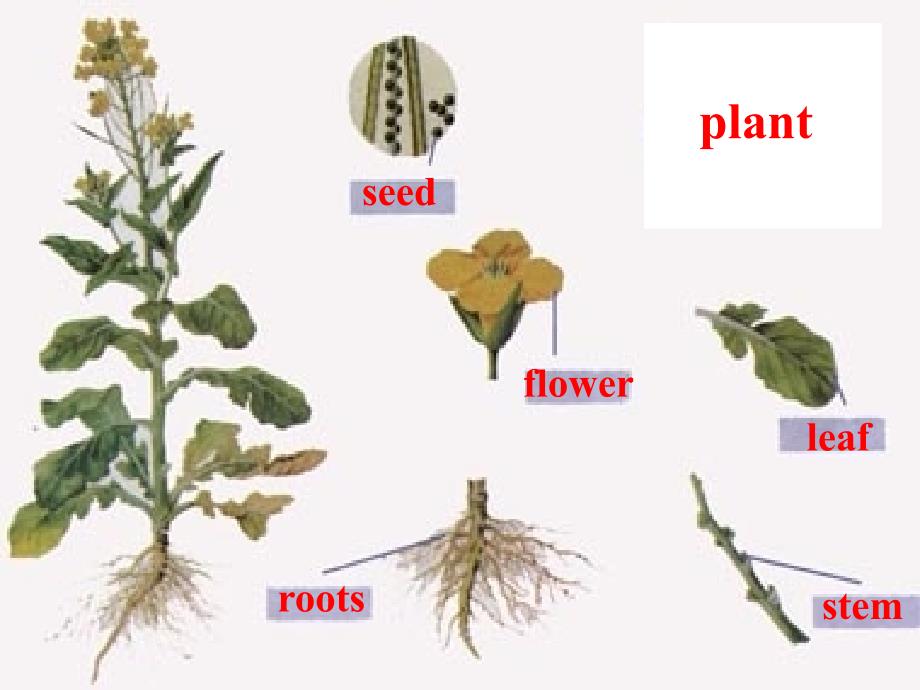 冀教版初二下册Unit2Lesson9Howdoesaplantgrow_第4页