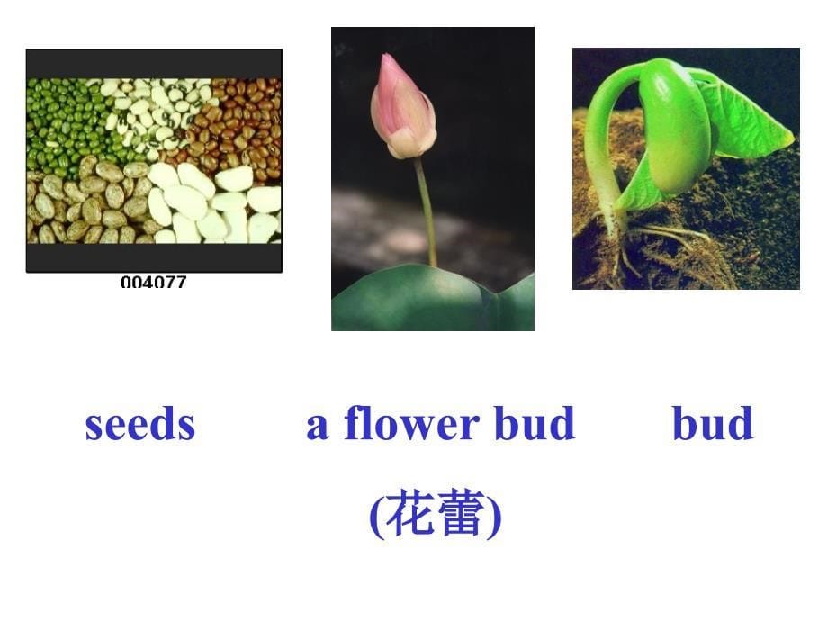 冀教版初二下册Unit2Lesson9Howdoesaplantgrow_第5页