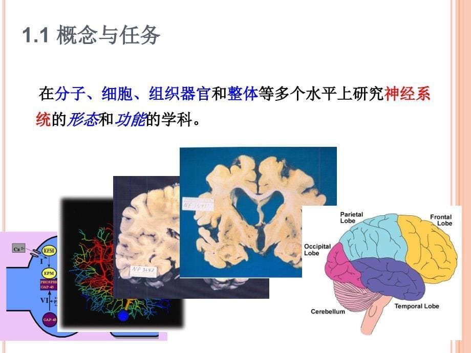 神经生物学义绪论ppt课件_第5页