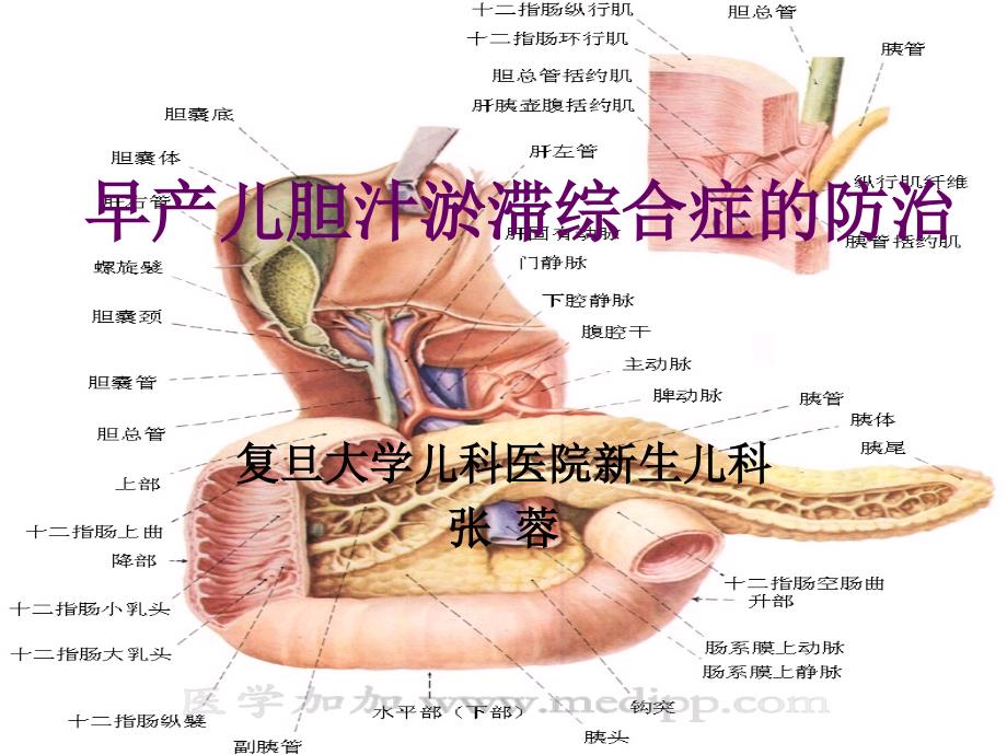 早产儿胆汁淤滞综合症的防治_第1页