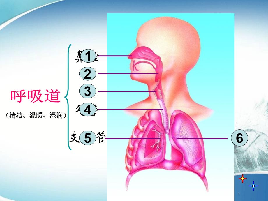 肺与外界的气体交换新公开课_第4页