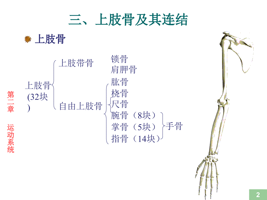 运动解剖学-骨的形态观察.ppt_第2页