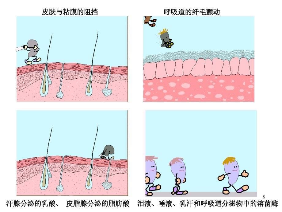 免疫课件固有免疫系统及免疫应答_第5页